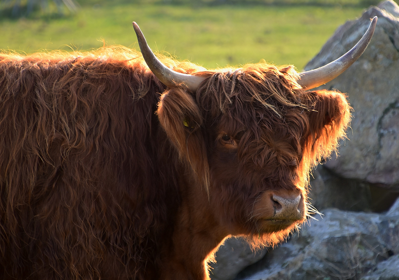 Highland Cattle / Schottisches Hochlandrind