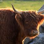 Highland Cattle / Schottisches Hochlandrind