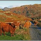 Highland cattle tilberthwaite 9