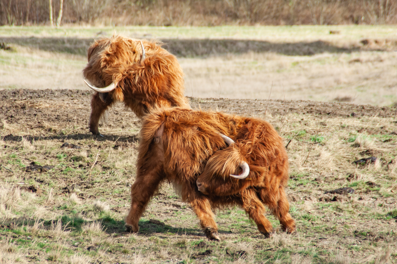 Highland Cattle Yoga 