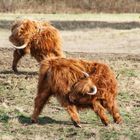 Highland Cattle Yoga 