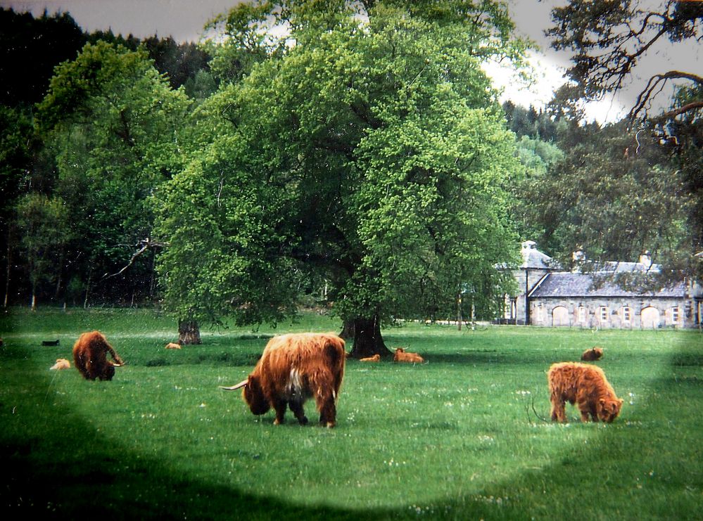 Highland cattles