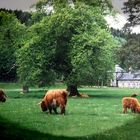 Highland cattles