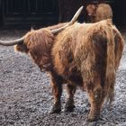 Highland cattles