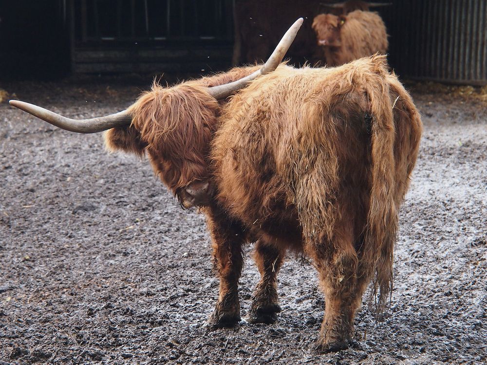 Highland cattles