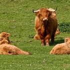 Highland Cattles Bambini unter Aufsicht
