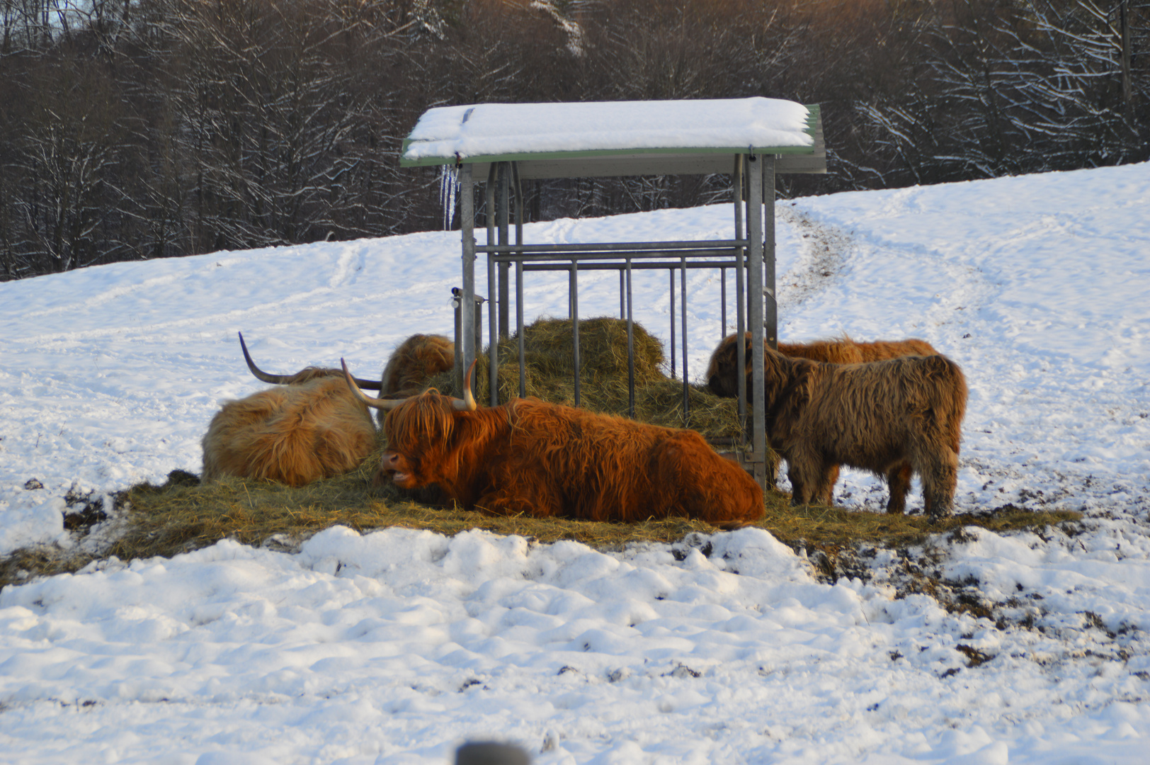 Highland Cattles beim schmausen