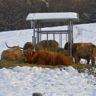 Highland Cattles beim schmausen