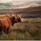 Highland Cattles