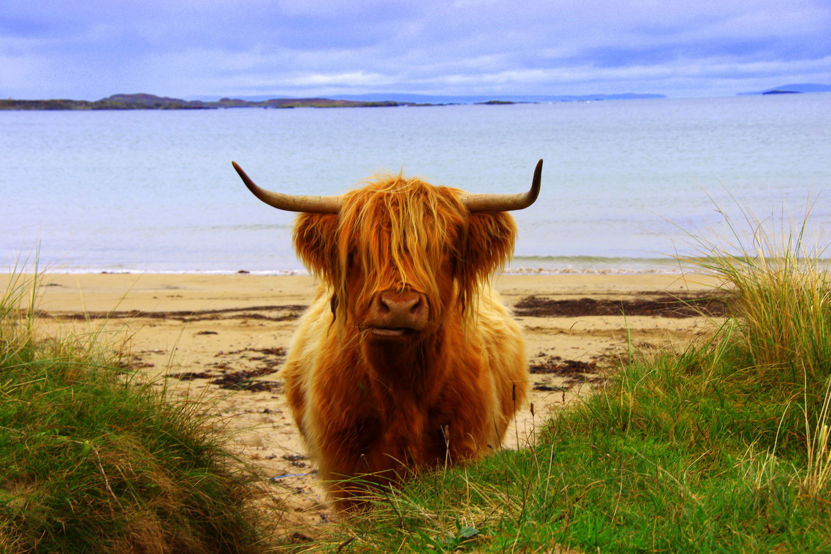 Highland coo