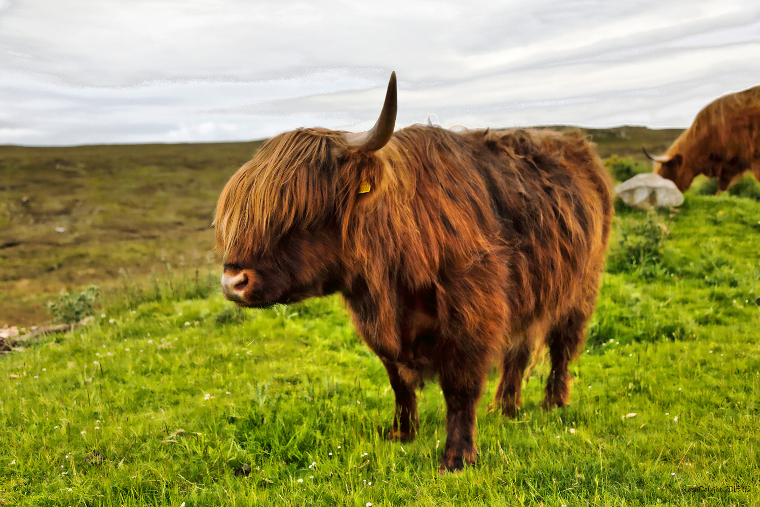 Highland Coo