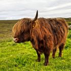 Highland Coo