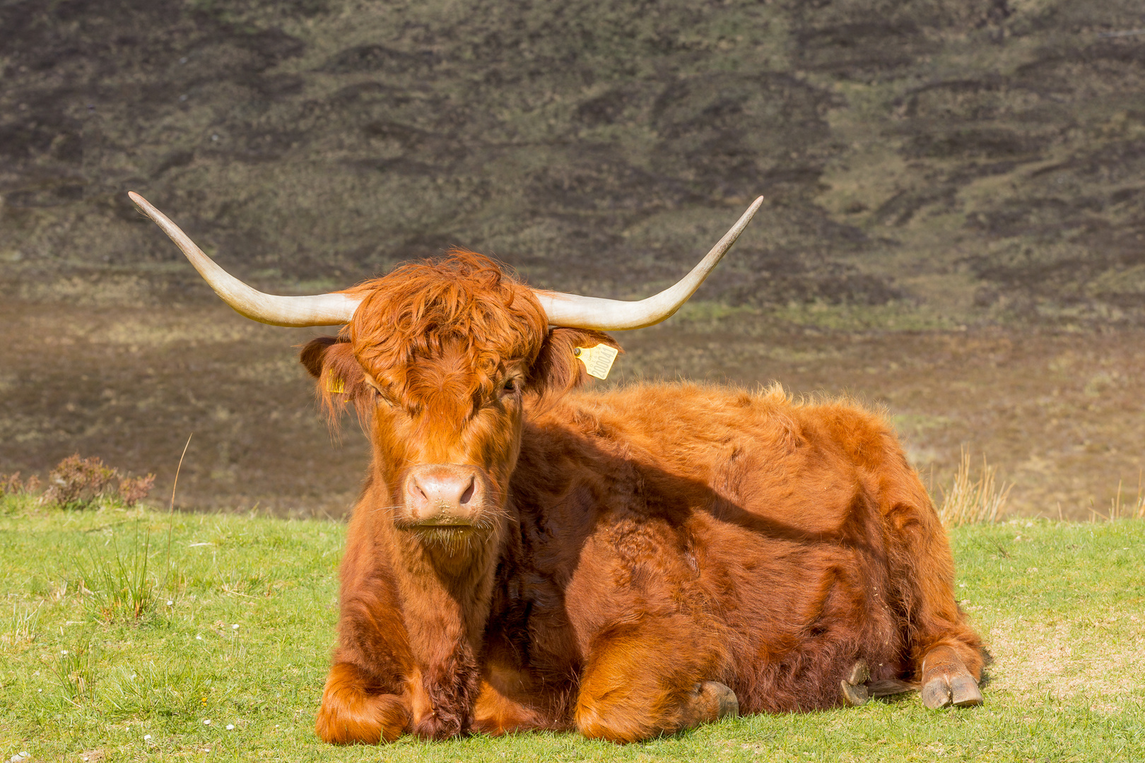 Highland Coo