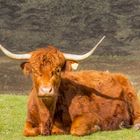 Highland Coo