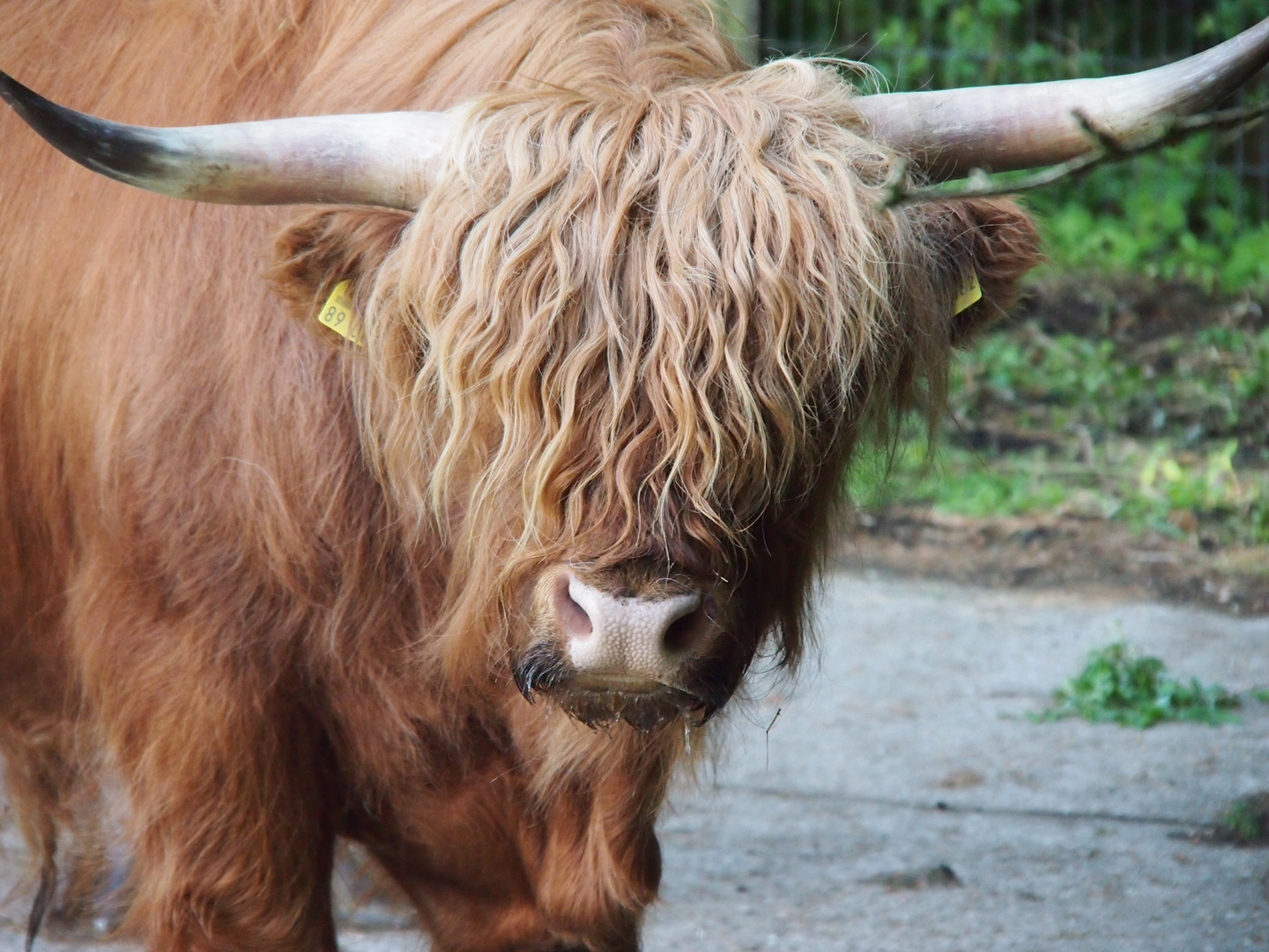 Highland Coo