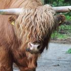 Highland Coo