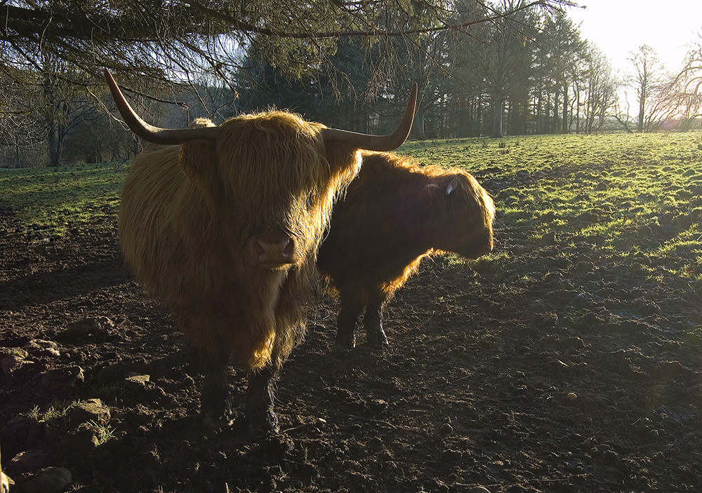 Highland coos!