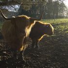 Highland coos!