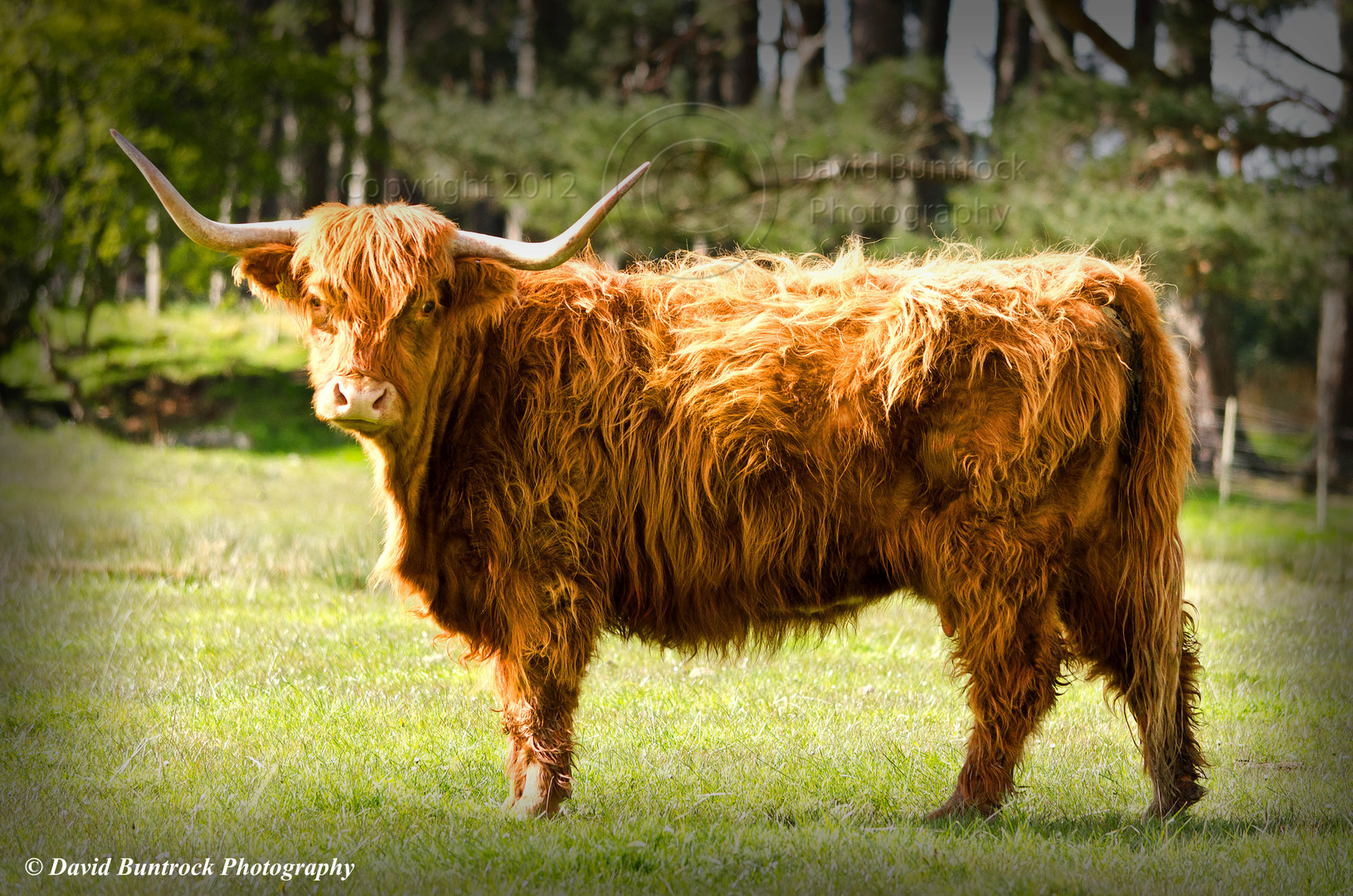 Highland Cow