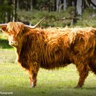 Highland Cow