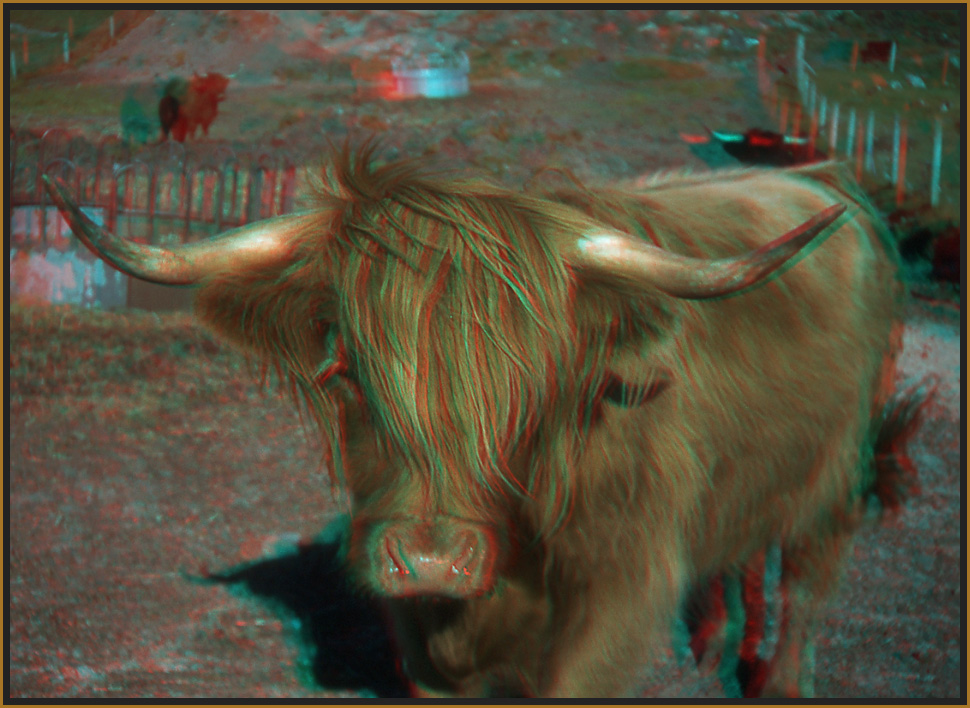 Highland Cow 