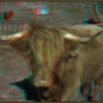 Highland Cow <2>