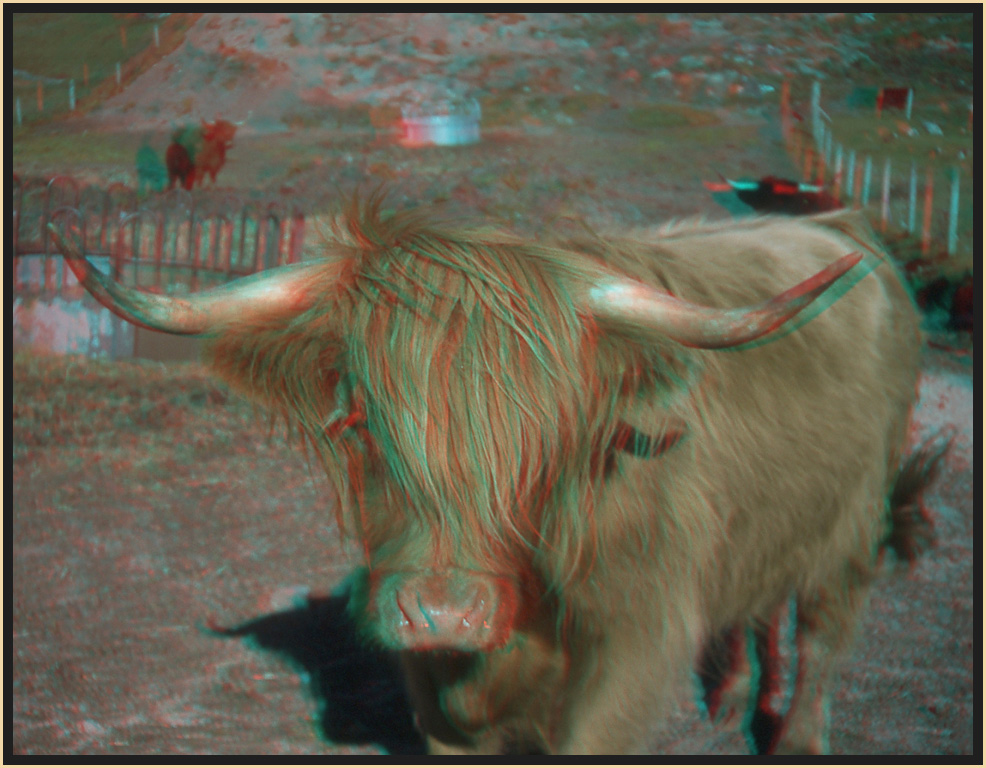 Highland-Cow ( 3D )