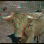 Highland-Cow ( 3D )