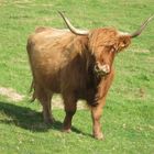 Highland cow