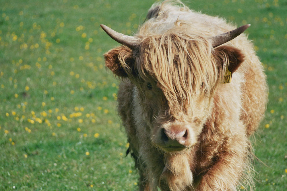 Highland cow