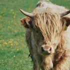 Highland cow