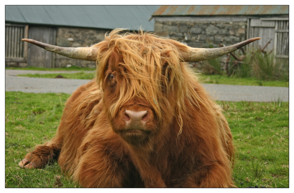 Highland Cow