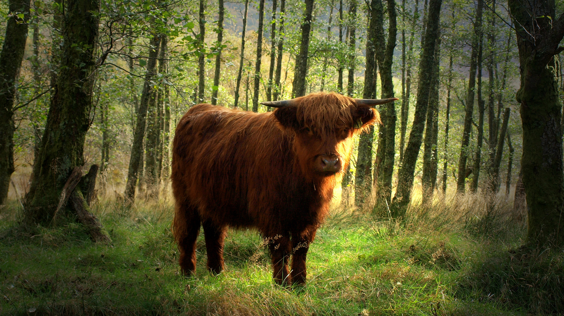 highland cow