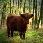 highland cow