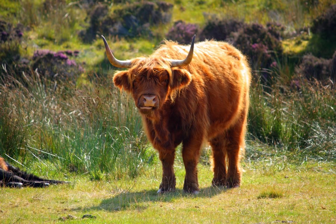 Highland-Cow