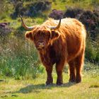 Highland-Cow