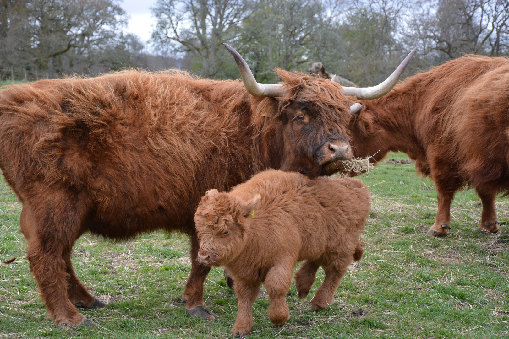 Highland Cow