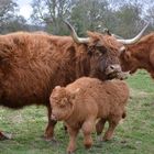 Highland Cow