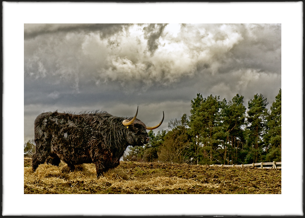 Highland cow at Muiravonside