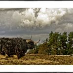 Highland cow at Muiravonside