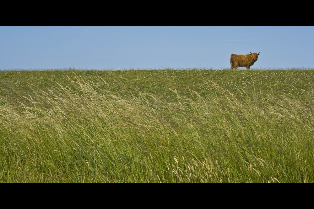 Highland cow