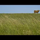 Highland cow