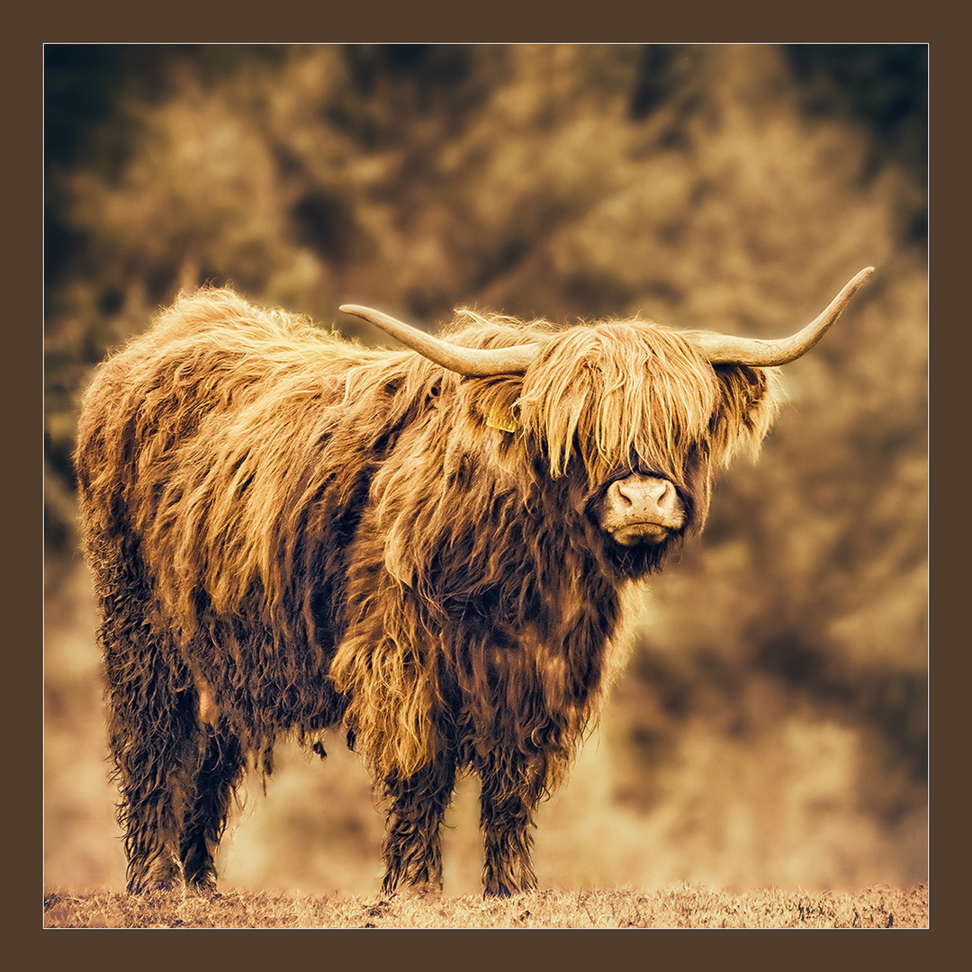 Highland Cow...