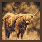 Highland Cow...