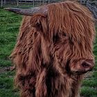 Highland Cow !!