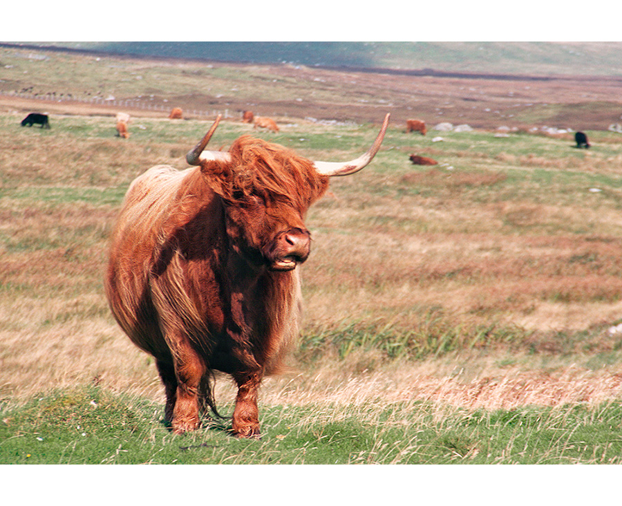 Highland Cow (North Uist)