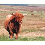 Highland Cow (North Uist)