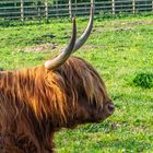 "Highland Cow Portrait"