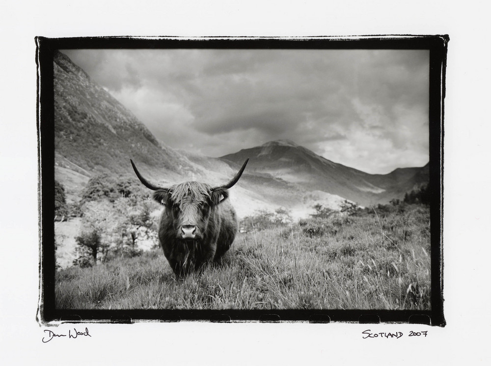 Highland cow , scotland
