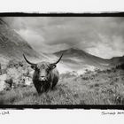 Highland cow , scotland